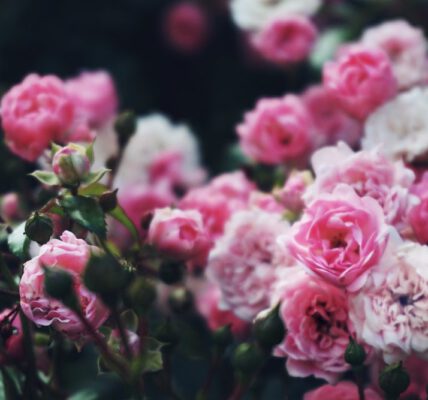 urodziwe krzewy ze szkółki róż