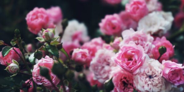 urodziwe krzewy ze szkółki róż